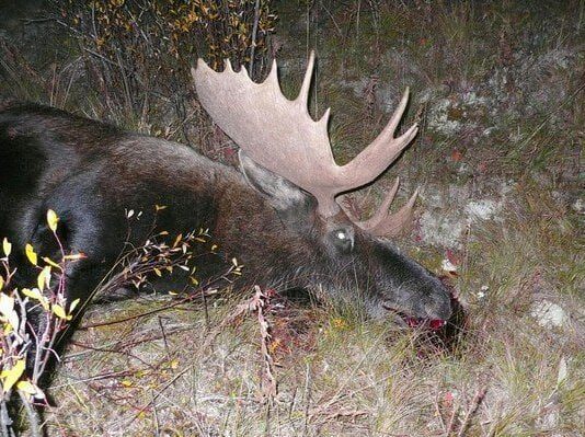 За уничтожение лосей Черниговщины наказаны двух браконьеров