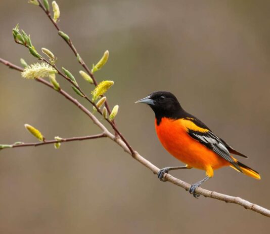 На Черниговщине праздновали День птиц