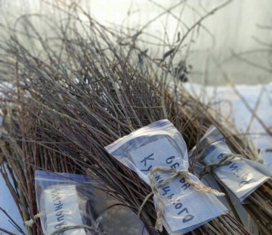 ГП «Прилуцкий лесхоз» проводит «омоложение» леса!