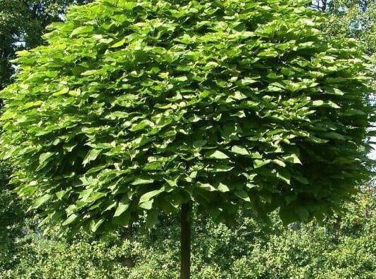 Для родного города нежинец подарил 30 саженцев катальп