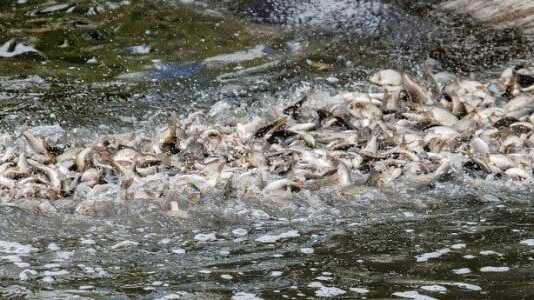 Рядом с "Золотым берегом" провели очередной этап зарыбления Десны
