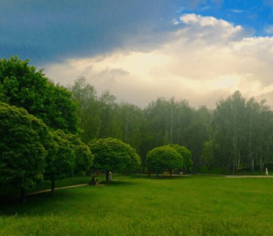 Березовая роща: ежедневная борьба за свои права