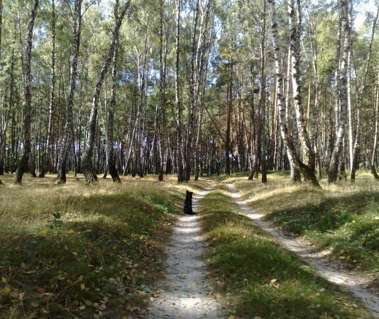 На Чернігівщині розпочалася акція до Міжнародного дня лісу та Дня Довкілля