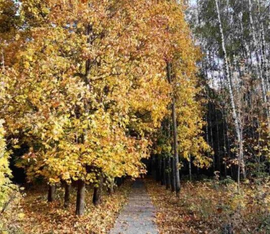 Восстановление Городнянского дендропарка