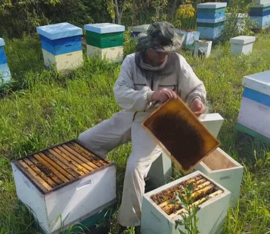 На Чернігівщині намагаються уберегти бджіл від агротехнологій