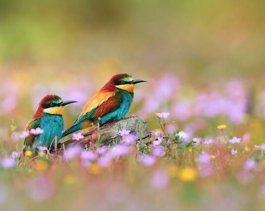 Самые красивые птицы Украины