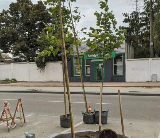 Вдоль капитально отремонтированной ул. Ремесленной высаживают деревья