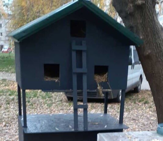 Дом для кошек от волонтеров Нежина: когда решат проблему бездомных животных в городе ?