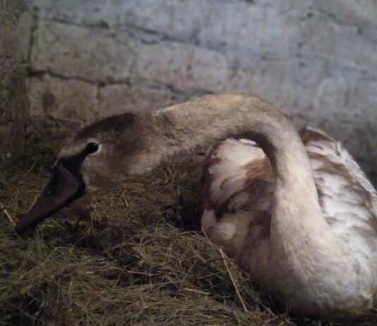 Как поживает лебедь, которого нашли на замерзшем озере