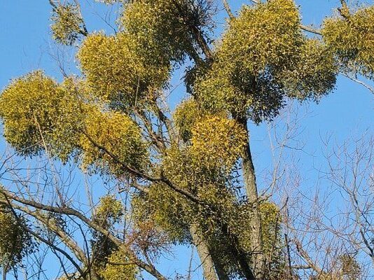 “Ведьмины гнезда” на черниговских деревьях: любоваться или уничтожать омелу?