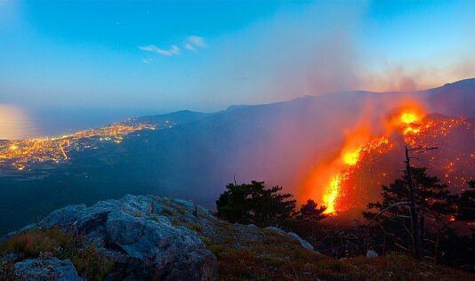 Как охраняют леса на Черниговщине и как это делают за рубежом?