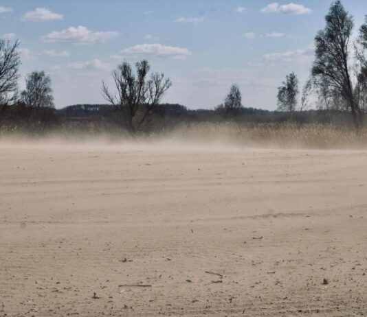 Песок заменит черноземы, а верблюды коней? Черниговские поля на глазах превращаются в пустыни