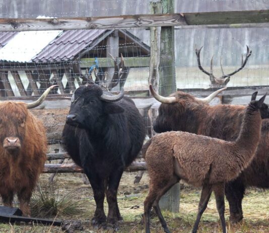 На Черниговщине можно поохотиться даже на африканских буйволов… но с фотокамерой и без ружья