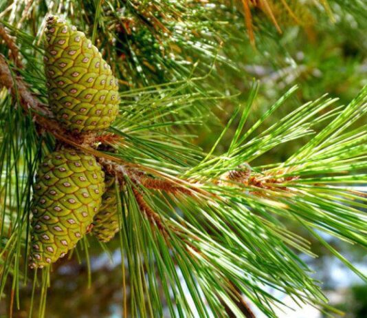 Сколько будут стоить в 2020 году елки в Чернигове и в других городах ?