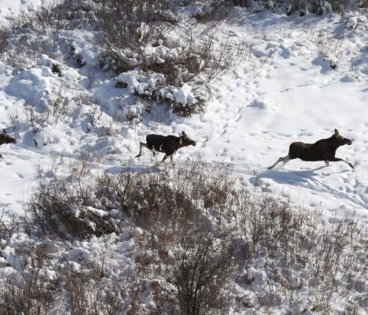 На Черниговщине закончился охотничий сезон: теперь посчитаем, что еще в лесах осталось?
