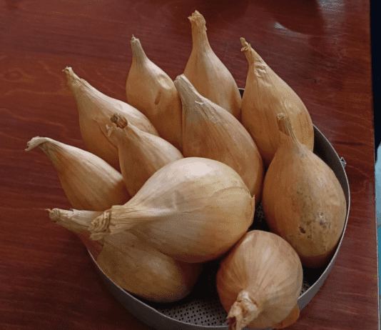 Цибулю, виведену в Крутах, можна не поливати та зберігати майже рік: що ще відомо про новий сорт?