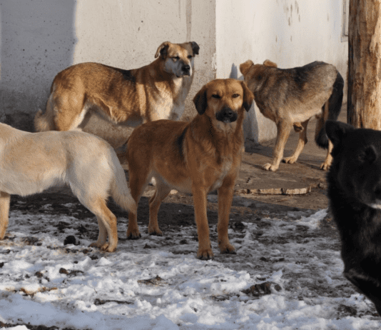 Мешканка Семенівки рятує бездомних собак від голоду: її ненавидять сусіди, влада не помічає, а грошей на утримання притулку не вистачає