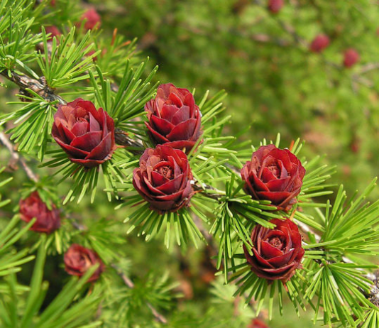В Великом Дырчине, что на Седневщине, на соснах распустились розы