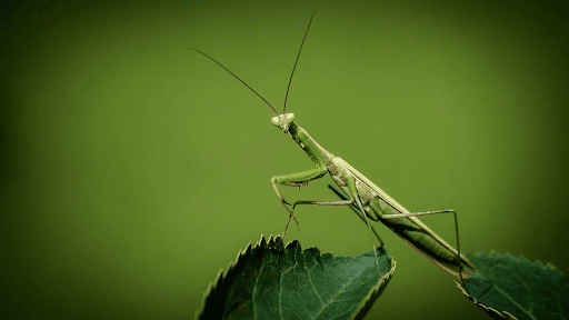Чи варто боятися богомолів і звідки вони з’явилися на Чернігівщині?