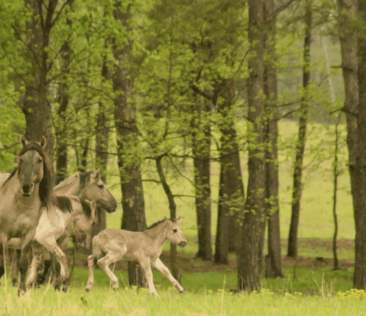 Парк природы “Беремицкое” — один из главных претендентов от Черниговщины на получение престижной туристической премии