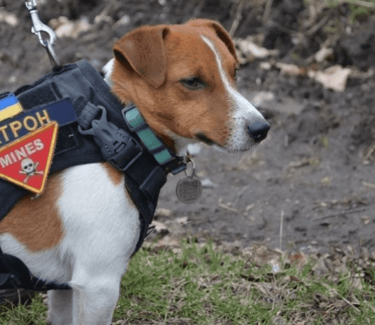 Как пес Патрон стал звездой Инстаграм и когда появится марка с его изображением?