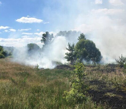 Последствия войны для черниговских лесов — ущерб не менее 10 миллионов долларов