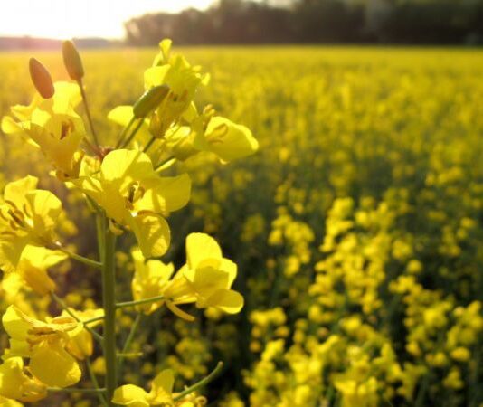 Генетично сильне насіння озимого ріпаку оптом
