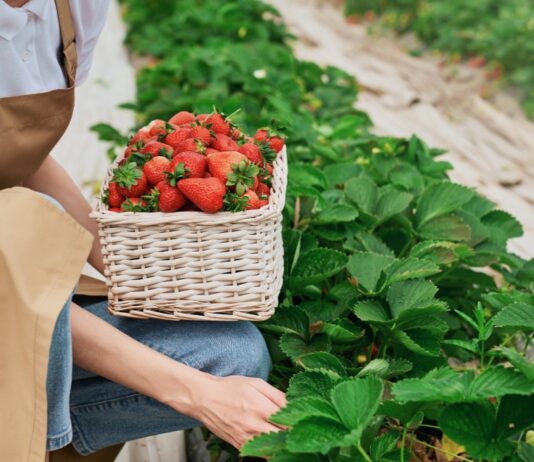 Эко-фермы и натуральная продукция в Черниговской области
