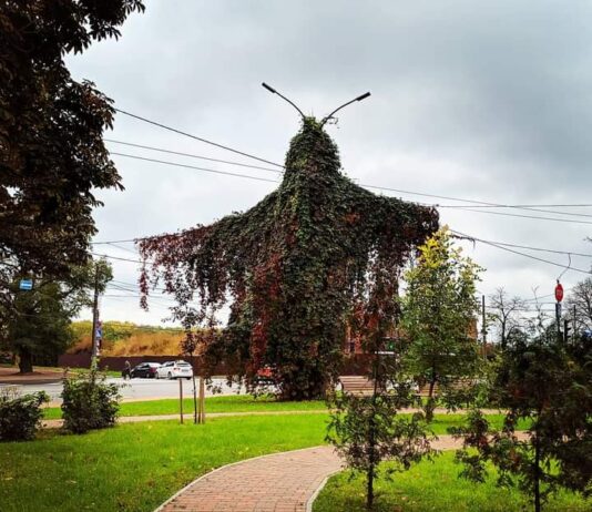 Найпопулярніші рослини, що ростуть у Чернігові та регіоні