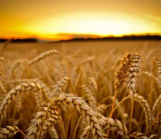 Про рекордні врожаї на Чернігівщині