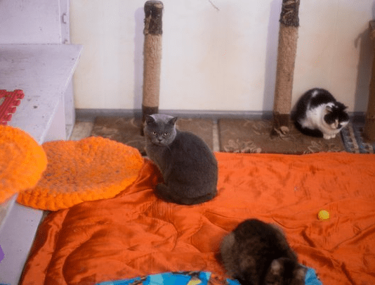 Захист тварин у Чернігові