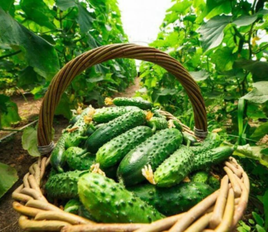 Легендарний огірок сорту «Ніжинський» та його відродження
