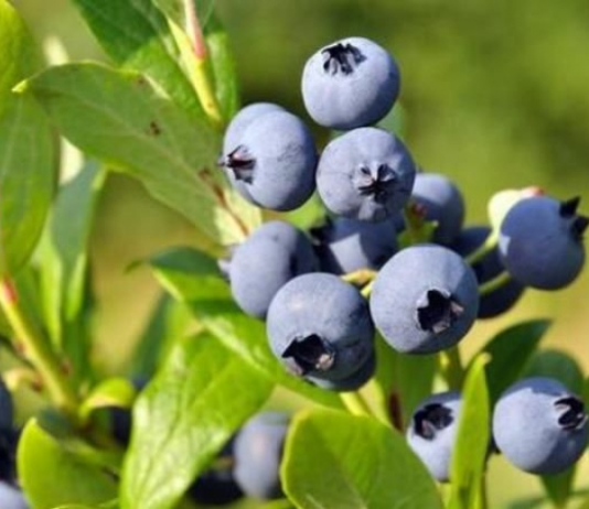 Аграрна компанія «Еко-Парк» на Чернігівщині – запашна лохина і не тільки