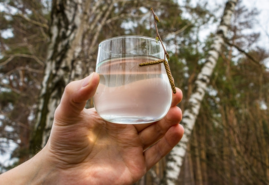 Березовий сік: як його збирають на Чернігівщині