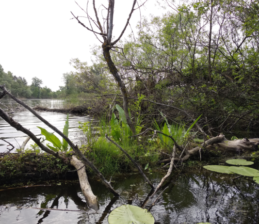 Озеро, прославившее село Горбово на всю Украину