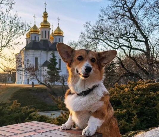 Лучшие ветеринарные клиники Чернигова