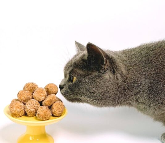 Почему кот ест слишком быстро и как это исправить