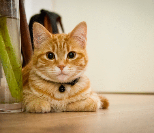 Здоровая кожа — счастливый кот: Советы по уходу и профилактике