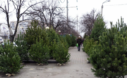 Елки в Чернигове: где приобрести?
