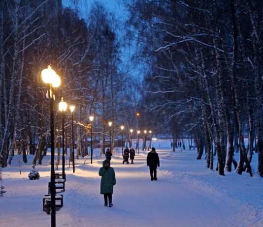Берёзовая роща