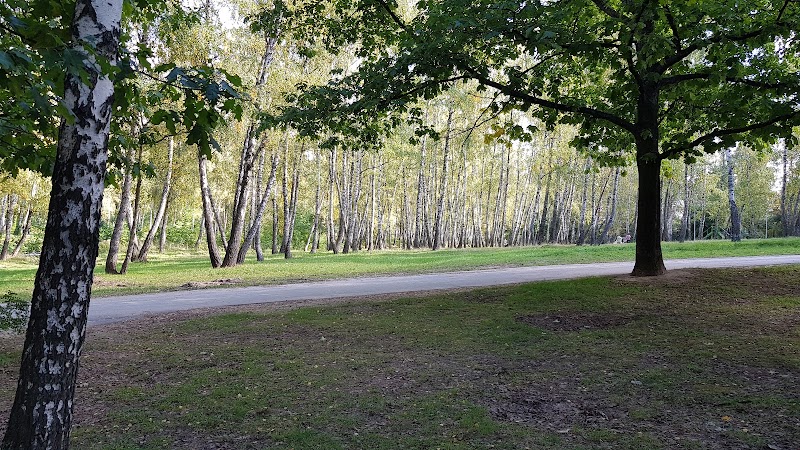 Березовий гай